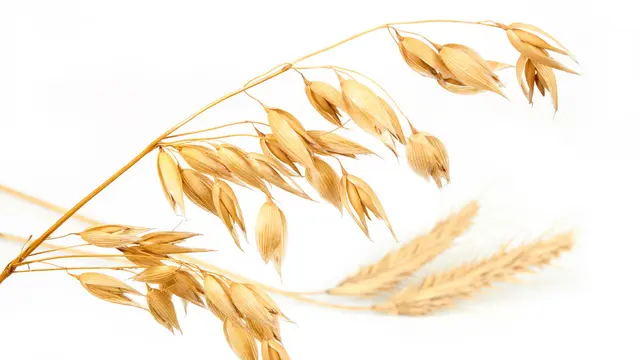 Yuk, Kenali Beda Oat dan Gandum (Masalski Maksim/Shutterstock)