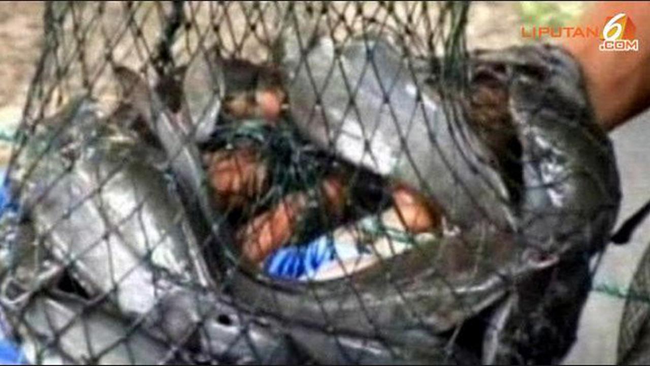 Ilustrasi Ternak Lele