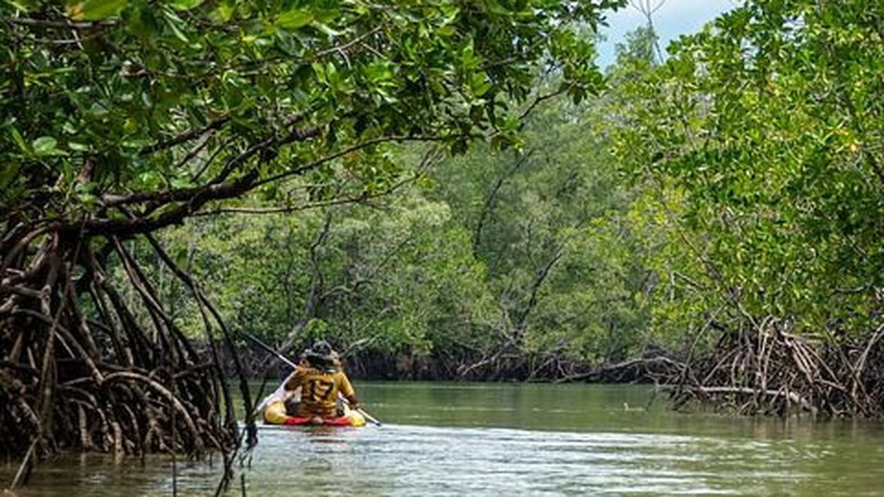 4. Hutan Mangrove Pantai Indah Kapuk