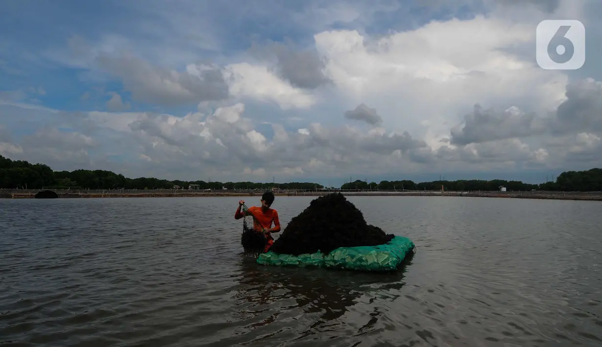 Namun, harga rumput laut belakangan anjlok sehingga dikeluhkan para petani di Kampung Sembilangan. Harga rumput laut turun sekitar Rp3.000 per kilogram. (merdeka.com/Imam Buhori)