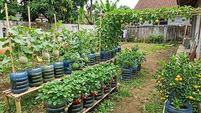 12 Buah yang Bisa Tumbuh Subur di Wadah Galon Bekas, Cocok untuk Kebun Rumahan