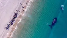 Warga berada di Pantai El Doradillo, Patagonia, Argentina saat paus kanan selatan bermigrasi (30/8). Sejumlah paus bermigrasi setiap tahun dari Antartika ke Patagonia Argentina untuk melahirkan dan memberi makan keturunannya. (AP Photo/Maxi Jonas)