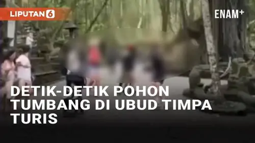 VIDEO: Detik-Detik Pohon Tumbang di Ubud Timpa Turis, Dua WNA Meninggal