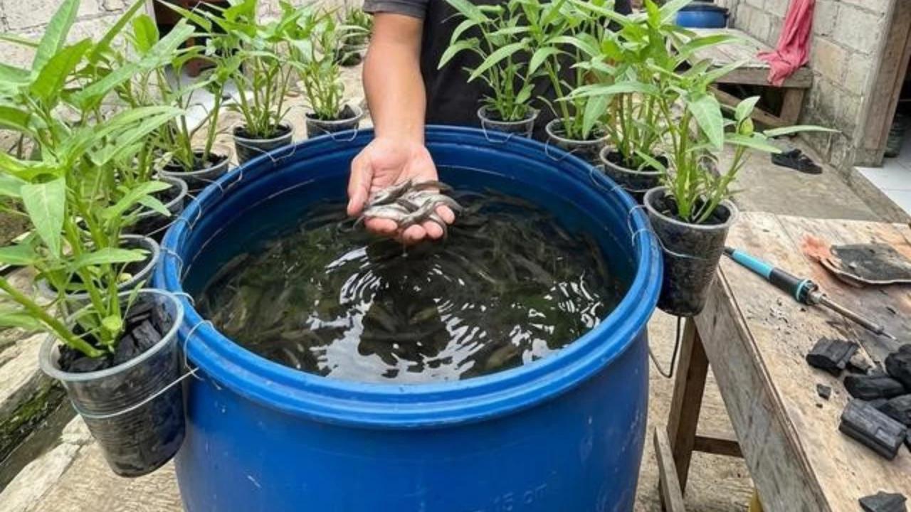 Panduan Membuat Kolam Lele dari Ember untuk Hasil Panen yang Sehat dan Melimpah
