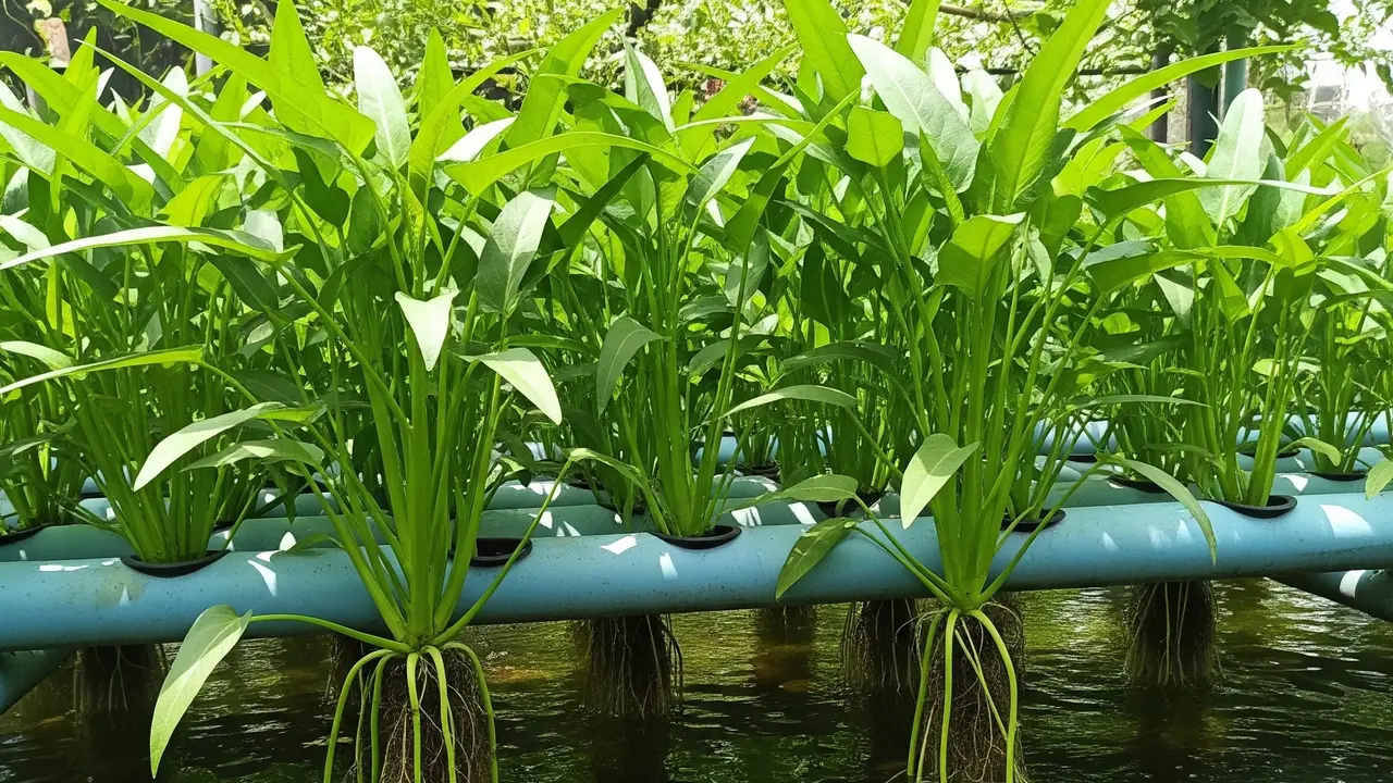 Menanam Kangkung Menggunakan Air Kolam Ikan (AI Generated)
