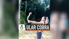 THUMBNAIL KOBRA