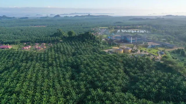 PT Eagle High Plantations Tbk (BWPT)