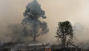 Kebakaran Hutan Kalimantan Meluas, DPR: Perlu Langkah Extraordinary