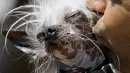Dane Andrew mencium anjingnya, Rascal, sebelum dimulainya kontes tahunan anjing terjelek di dunia yang digelar di Petaluma, California, 23 Juni 2017. Kontes ini bertujuan untuk mencari anjing terjelek dari yang paling jelek. (AP Photo/Eric Risberg)