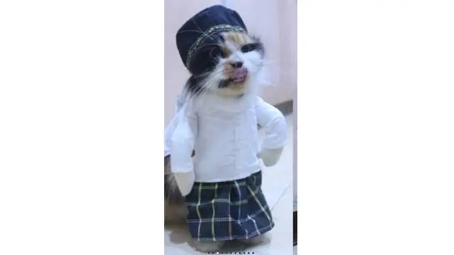 Kelakuan 8 Kucing Pakai Baju Koko Ini Lucunya Kebangetan