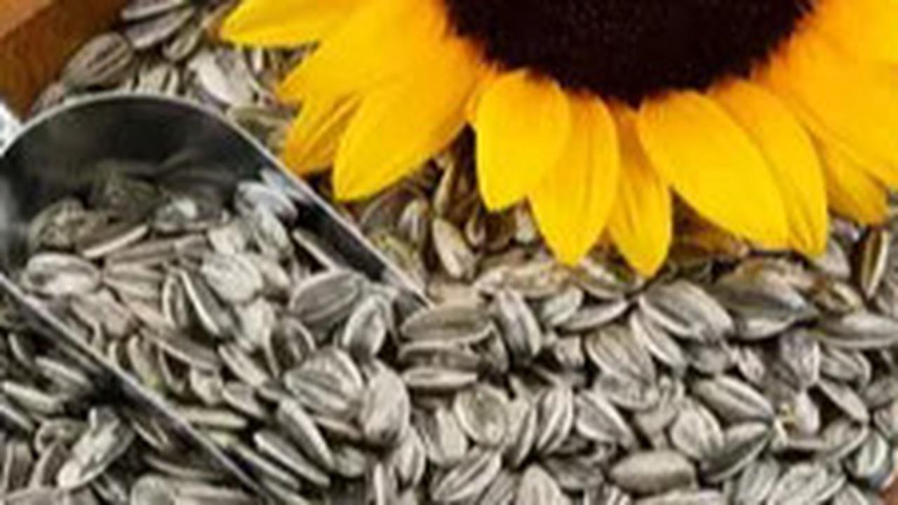 Cara Agar Kuaci Tetap Renyah dan Tidak Melempem dengan Satu Bahan Saja