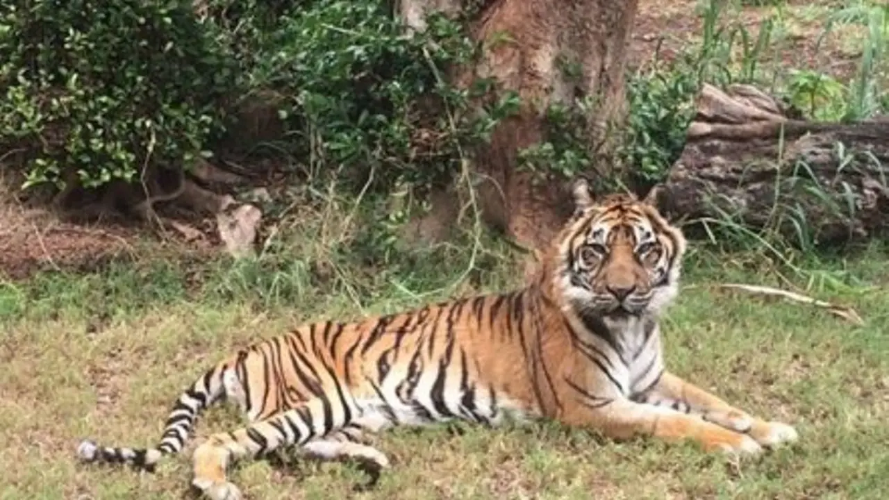 Harimau Sumatera Tertua di Dunia Disuntik Mati AS