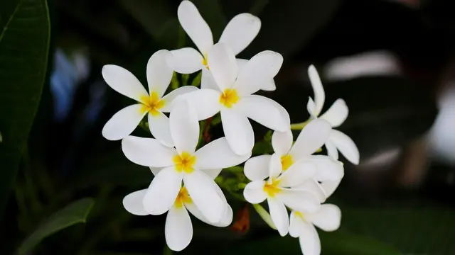 Kamboja