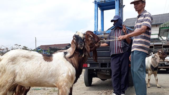 Seorang pedagang menuntun dua ekor kambing dewasa di lapangan sepakbola desa Karangpucung, Cilacap, Jawa Tengah. (Foto: Liputan6.com/Muhamad Ridlo)