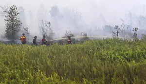Asap Kebakaran Hutan Ancam Pasien Asma, Jangan Abaikan Gejala Ini