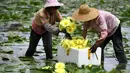 Penduduk desa memanen bunga teratai di Desa Xiatao di Shibeiping, Kota Liuzhou, Daerah Otonom Etnis Zhuang Guangxi, China selatan, pada 5 Agustus 2020. Dalam beberapa tahun terakhir, produksi teh bunga teratai menjadi cara baru bagi penduduk setempat untuk meningkatkan pendapatan. (Xinhua/Li Hanchi)