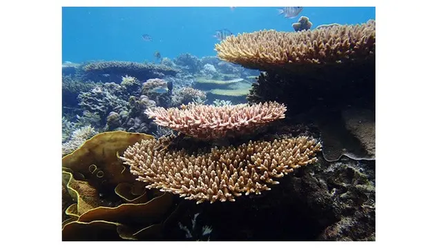 Jarang Diketahui, Ini 5 Spot Wisata Menarik di Pulau Bawean