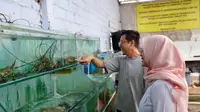 Kampung di Banyuwangi Ini Sukses Jadi Sentra Budidaya dan Kuliner Lobster