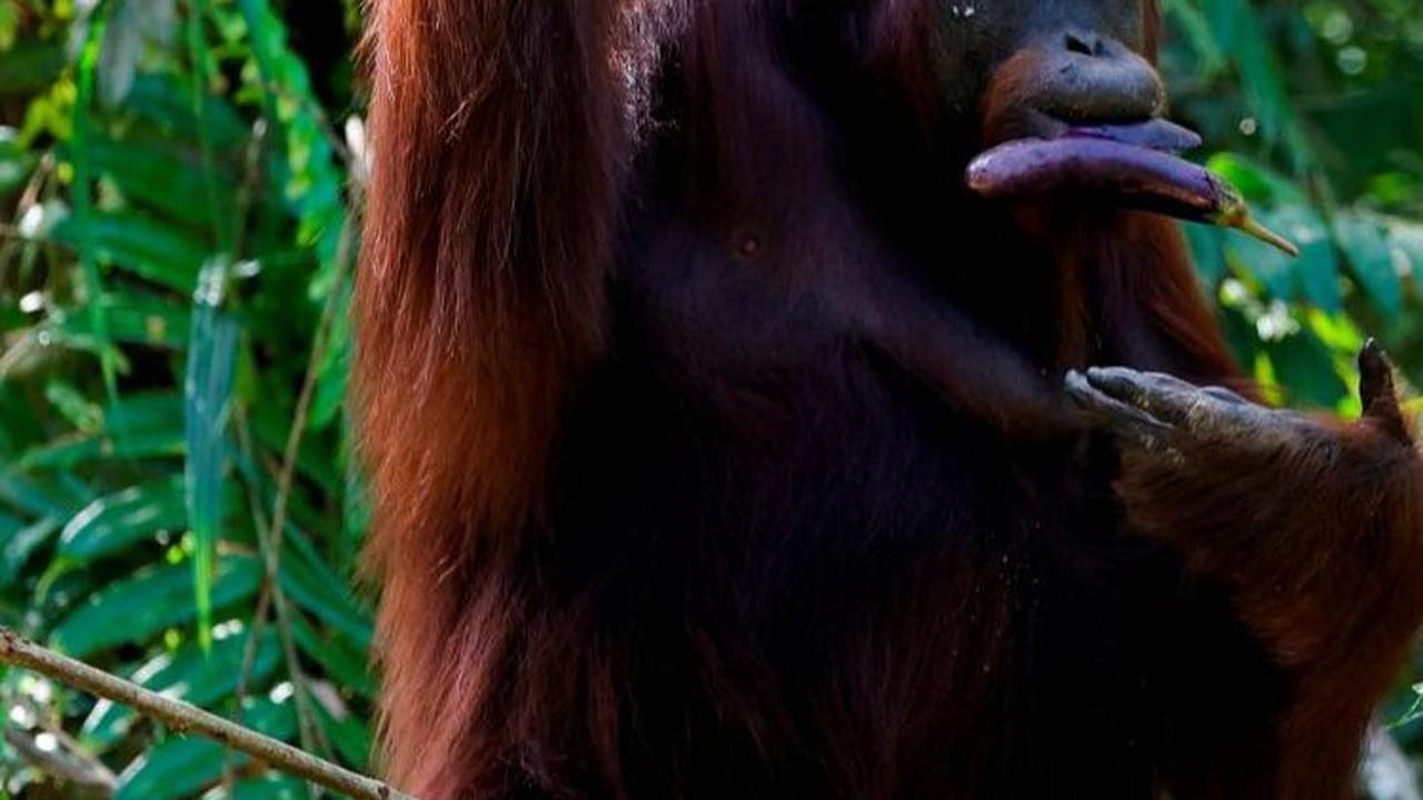 Setelah direkonstruksi, Gigantopithecus menyerupai orangutan berukuran besar di masa lalu. Meski bukti baru ini memastikan ada hubungan evolusi antara Gigantopithecus dengan orangutan, data yang ada tidak bisa memberitahu ilmuwan seperti apa wujud hewan y