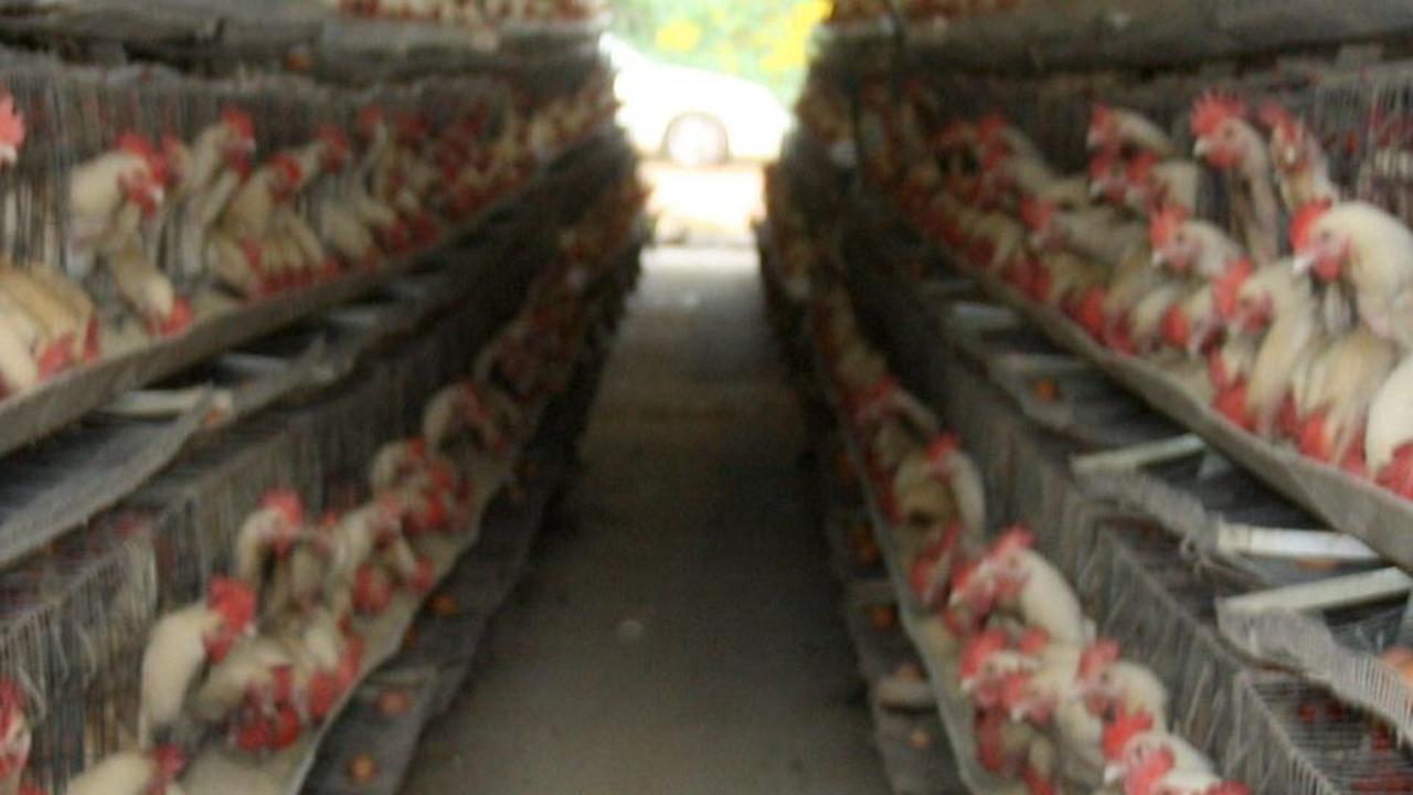 8. Ternak Ayam<br>