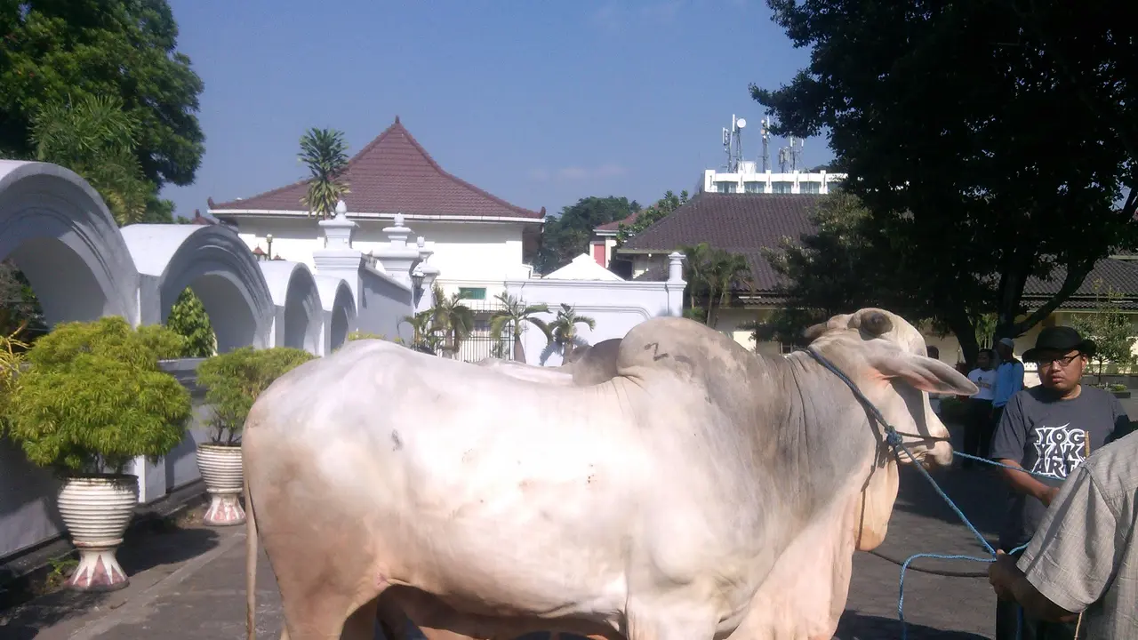 Sapi kurban Jokowi