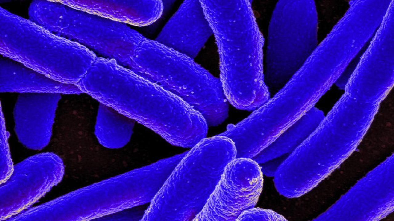 Escherichia coli