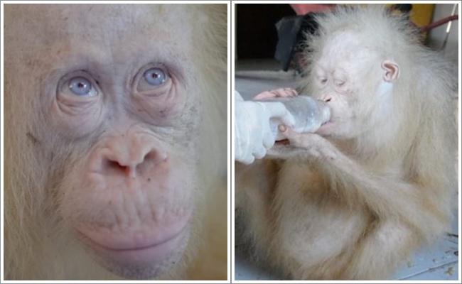 Kondisi Alba sesaat setelah ditemukan lima bulan lalu/copyright odditycentral.com/YouTube video screengrab