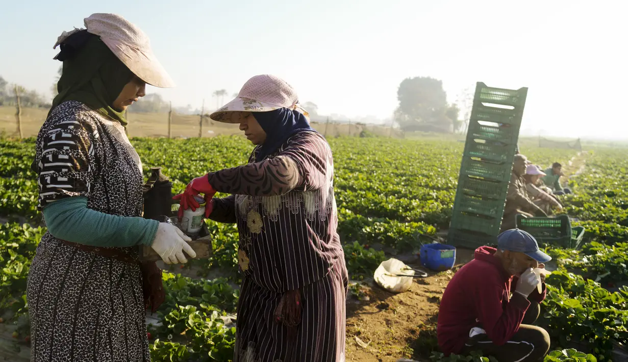 Petani Mesir menyiapkan teh saat istirahat saat mereka memanen stroberi di sebuah ladang di Toukh, di luar Kairo, Rabu (18/1/2023). Mesir telah memasuki musim panen stroberi musim dingin. (AP Photo/Amr Nabil)