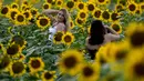 Seorang perempuan berfoto di ladang bunga matahari di Grinter Farms, dekat Lawrence, Kansas pada 7 September 2020. Ladang seluas 26 acre yang ditanam setiap tahunnya oleh keluarga Grinter itu menarik ribuan pengunjung selama akhir musim panas saat mekarnya bunga matahari. (AP Photo/Charlie Riedel)