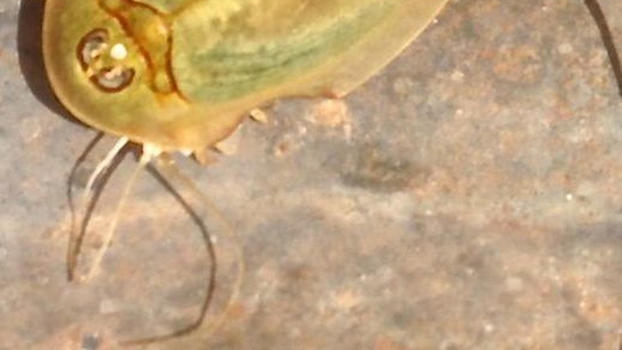 <b>Udang Kecebong: Berusia 200 Juta Tahun</b><br>