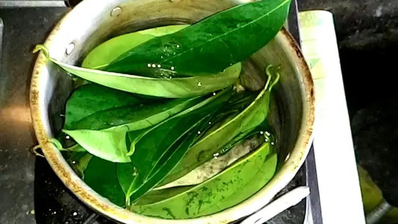 3 Resep Jamu Daun Rebus, Obat Herbal untuk Menurunkan Kolesterol dan Tekanan Darah Tinggi