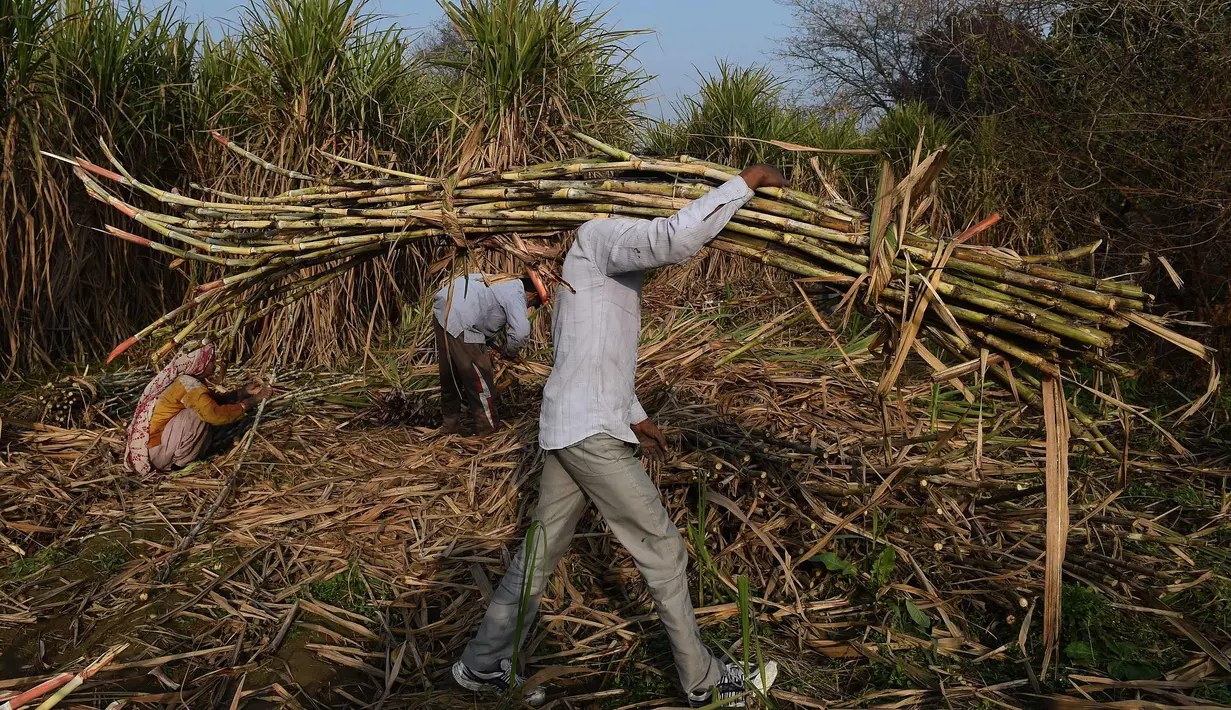 Seorang petani membawa tebu untuk dijual di pabrik gula di Modinagar di Ghaziabad, New Delhi, (31/1). Pemerintah India akan fokus pada sektor pertanian dalam anggaran tahunannya yang dirilis pada 1 Februari. (AFP Photo/Prakash Singh)