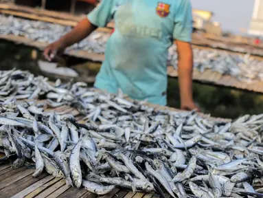 Pekerja menyelesaikan pengolahan ikan asin di kawasan Muara Angke, Jakarta, Kamis (4/7/2019). Jika pada musim hujan perajin ikan asin memproduksi 700 kilogram dalam tiga hari, saat kemarau ini mereka mampu memproduksi satu ton per hari. (Liputan6.com/Faizal Fanani)