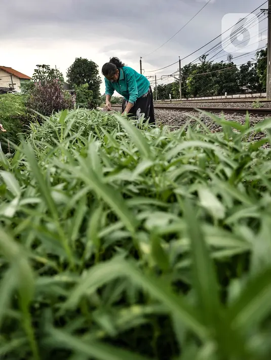 Wiwin (51) melakukan perawatan tanaman sayur di Kebun Kesehatan, Cipinang Lontar, Jakarta, Senin (8/3/2021). Ide membuat kebun sayur di lahan sepanjang 100 meter itu bertujuan sebagai ketahanan pangan dalam menghadapi pandemi serta menciptakan lingkungan asri. (merdeka.com/Iqbal S Nugroho)