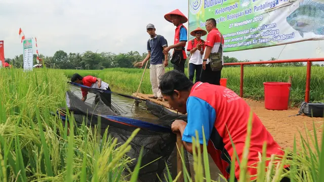 Budidaya minapadi di Desa Gembong, Purbalingga, Jawa Tengah. (Foto: Liputan6.com/Humas Protokol Purbalingga/Muhamad Ridlo)