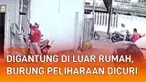Aksi dua orang oknum pria curi burung peliharaan terekam CCTV