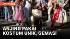 Kota New York, Amerika Serikat, menyambut Halloween dengan menggelar parade kostum anjing. Anjing-anjing ini mengenakan kostum unik, mulai dari Cinderella hingga kostum seram. Lihat kemeriahannya dalam liputan VOA berikut ini.