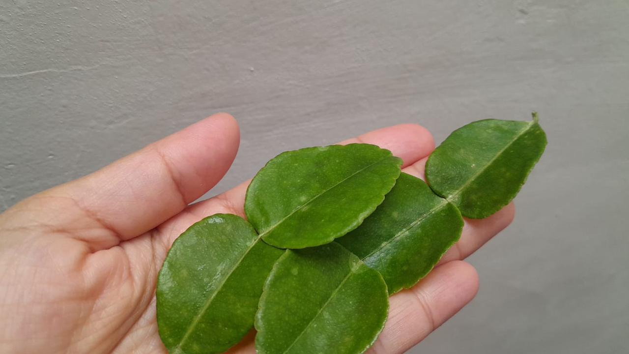 Cara Simpan Daun Jeruk di Freezer agar Awet dan Tidak Mudah Layu