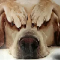 Harusnya dia jagain kamu.