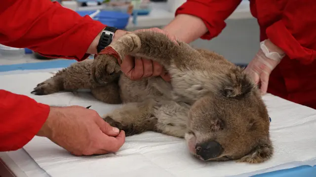 [CERITA] Misi Penyelamatan Koala