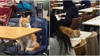 Kucing di dalam kelas (Sumber: Instagram/receh.id)