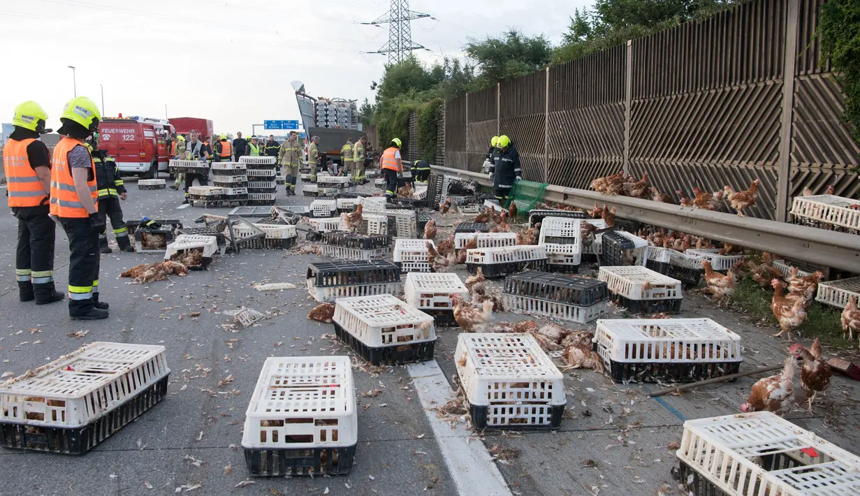 Petugas pemadam kebakaran mengumpulkan kotak yang berisi ayam di jalan raya A1 di Asten dekat Linz, Austria (4/7). Sebuah truk unggas yang membawa 7.000 ayam mengalami kecelakaan. (AFP Photo/APA/FOTOKERSCHI.AT/KERSCHBAUMMAYR)