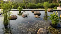 7 Desain Kolam Ikan Dangkal dengan Tanaman Air yang Estetik, Sejuk, dan Mudah Dirawat