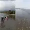 Ribuan Ikan Terdampar di Pantai Kolaka, Apakah Pertanda Bencana