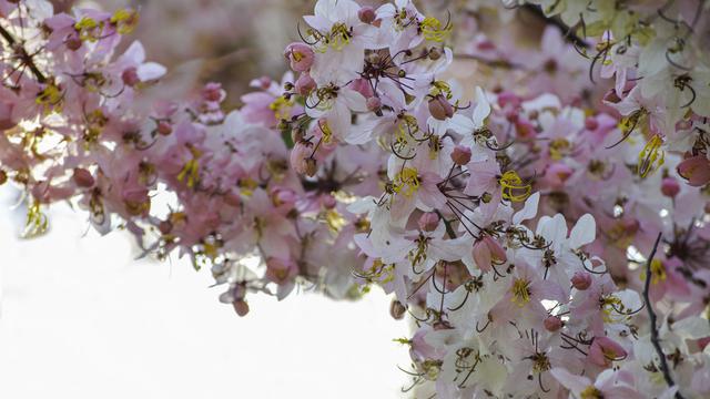 Bunga Sakura Mekar Di Sumba Bikin Traveler Penasaran