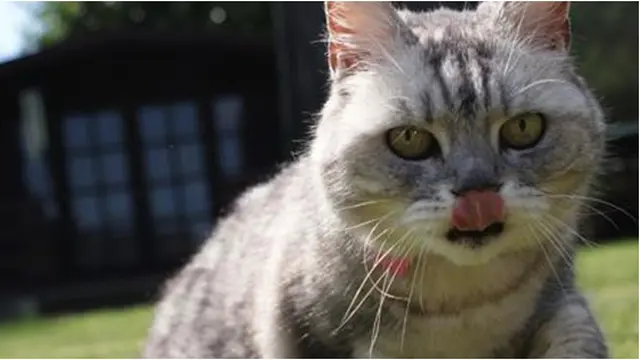 Courtesy Guiness World Record