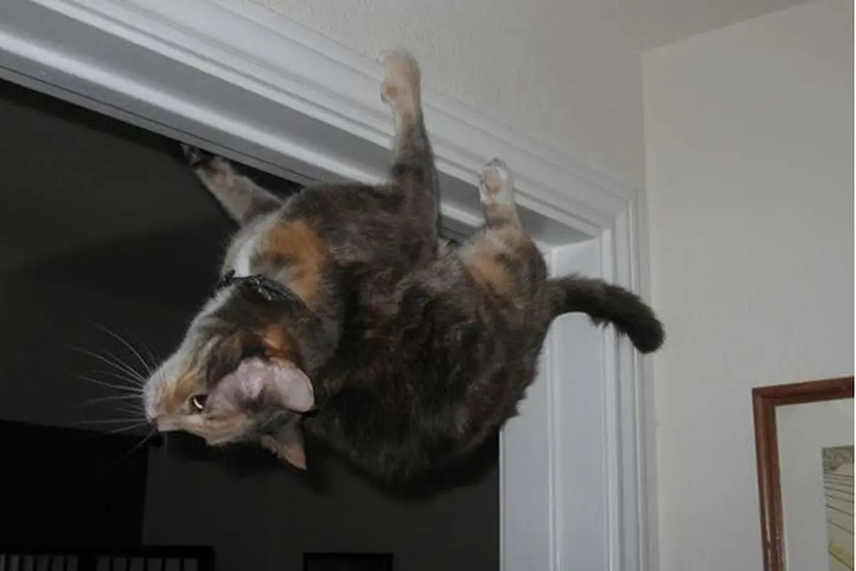 Potret 6 Kucing Bergaya Bak Spiderman Ini Bikin Tepuk Jidat
