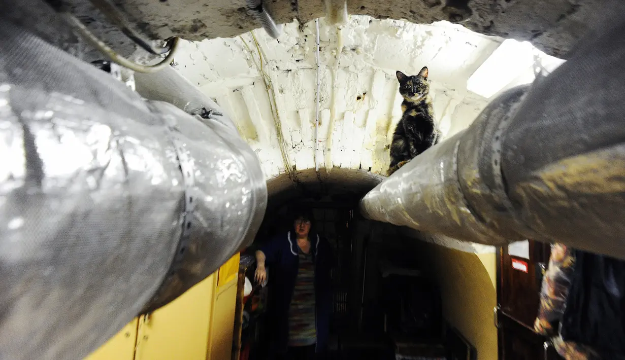 Seekor kucing duduk di sebuah pipa bawah tanah di Museum The Hermitage, Rusia, 14 Oktober 2015. Kucing tersebut dipekerjakan menjaga karya seni yang berada di museum dari serangan tikus. (AFP Photo/Olga Maltseva)