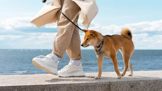 Walking a Dog