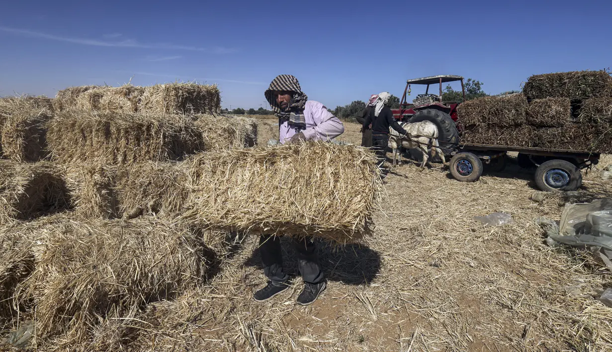 <p>Seorang petani mengambil bagian dalam panen gandum tahunan di sebuah ladang di Rafah, Jalur Gaza, Palestina, Minggu (8/5/2022). (SAID KHATIB/AFP)</p>
